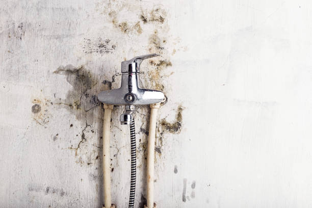 Best Office Mold Removal Services  in Thompson, ND