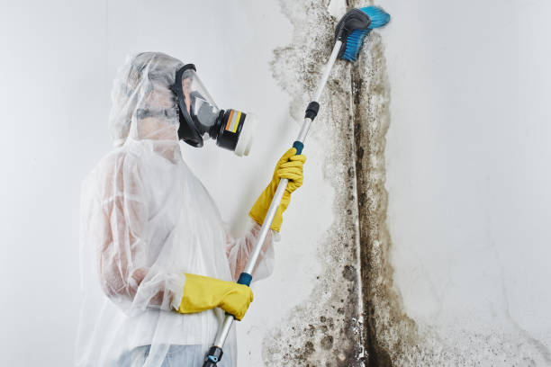 Best Professional Mold Removal  in Thompson, ND