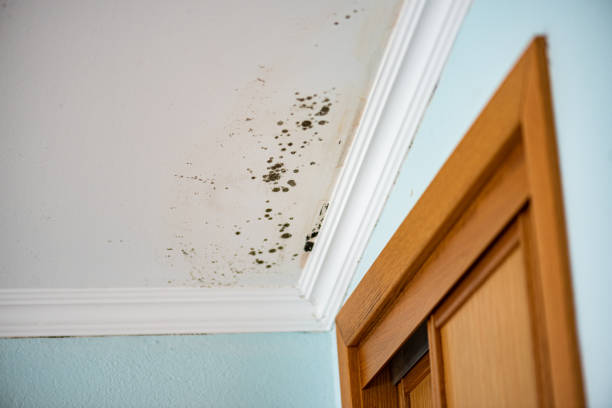 Best Mold Remediation  in Thompson, ND