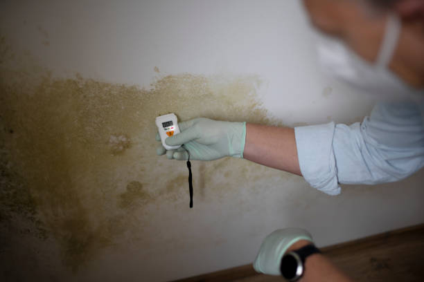 Best Crawl Space Mold Removal  in Thompson, ND
