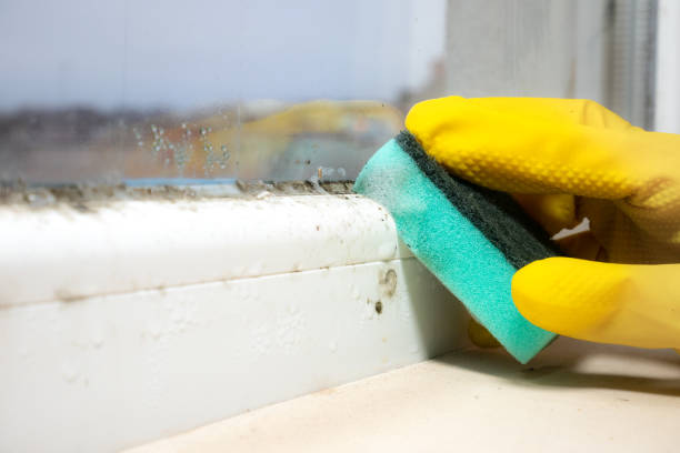  Thompson, ND Mold Removal Pros