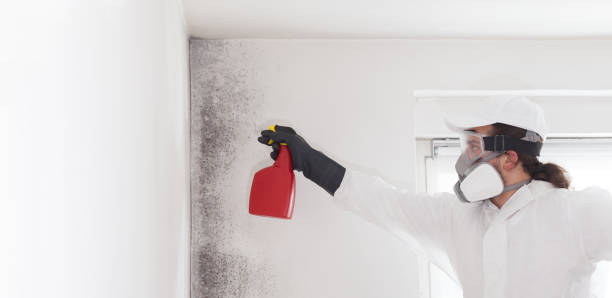 Mold Removal Process in Thompson, ND