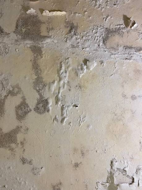 Best Toxic Mold Removal  in Thompson, ND