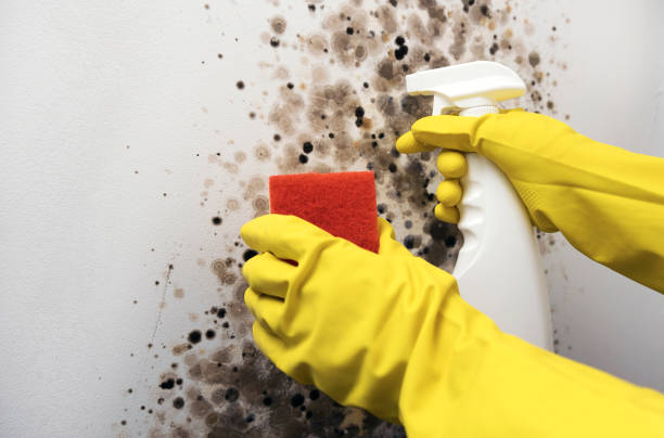 Best Black Mold Removal  in Thompson, ND