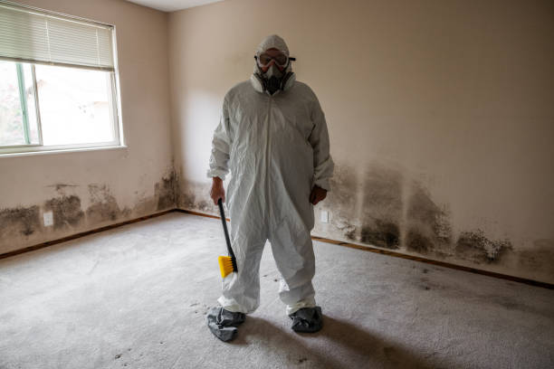Best Commercial Mold Removal  in Thompson, ND